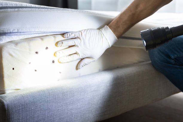 Best Termite Control Services  in Advance, MO